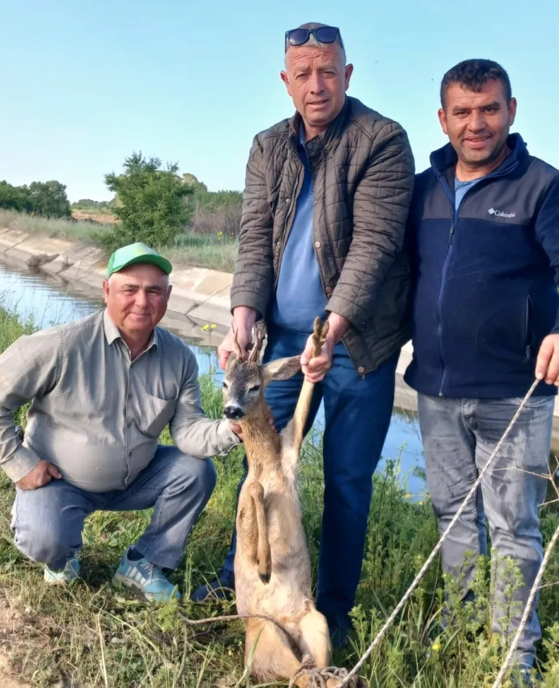 6 YIL SONRA AYNI YERDE AYNI KARACA: SARICAALİ DE BİR DOĞA MUCİZESİ