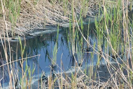 Meriç ergene olmasın
