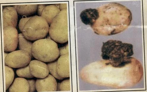 Çöplüğümüzde Patates siğilimiz eksikti