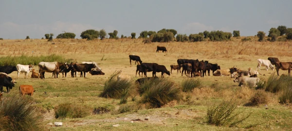 ETB; Tarımsal Üretim ve Pazarlama Ortak İşbirliği Forumu