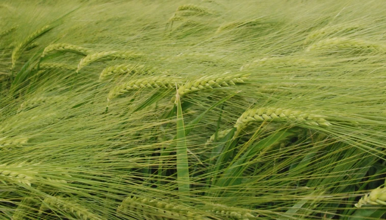 YENİ ÜRÜN ARPA BORSADA