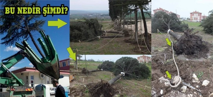 BU SEFER TAMAM; “DEVRİLEN AĞAÇLAR YENİDEN DİKİLDİ”