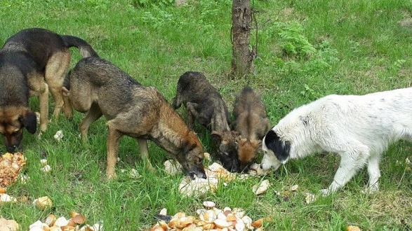 ‘SOKAK HAYVANI SORUNU YOKTUR!’ ‘SOKAK HAYVANLARININ SORUNLARI VARDIR!’